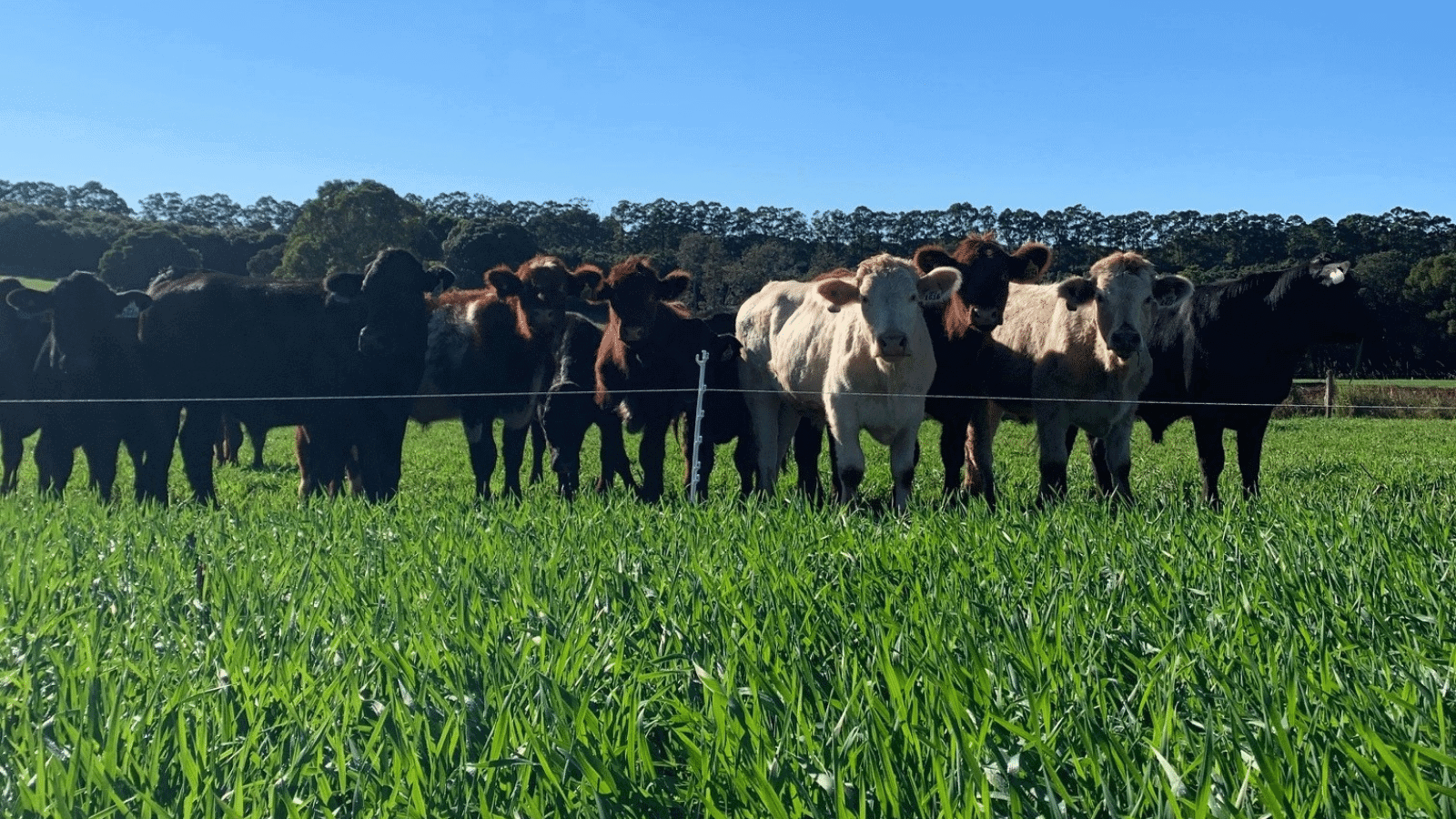 forage wheat cattle australia