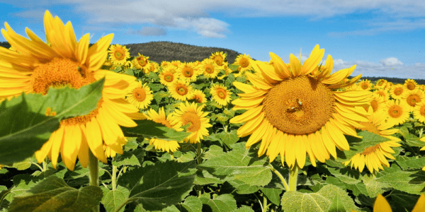 sunflower seed pollinator australia