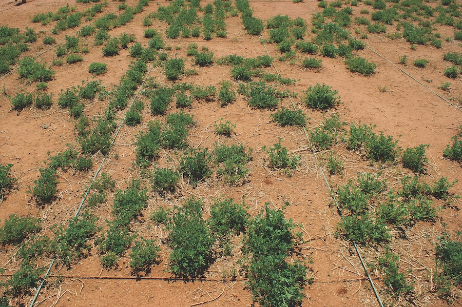 SWSeedCo_Grazing-Tolerant-Lucerne-Selection-Trial