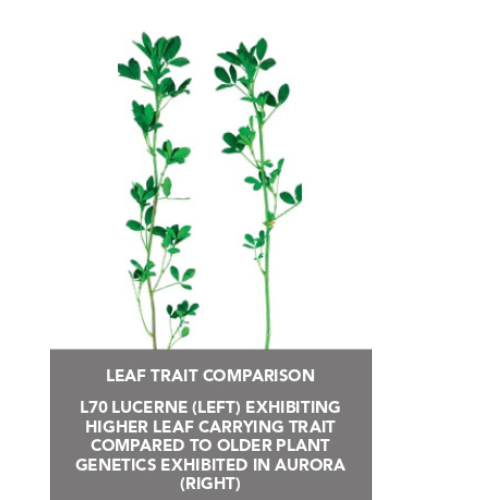 lucerne leaf trait comparison