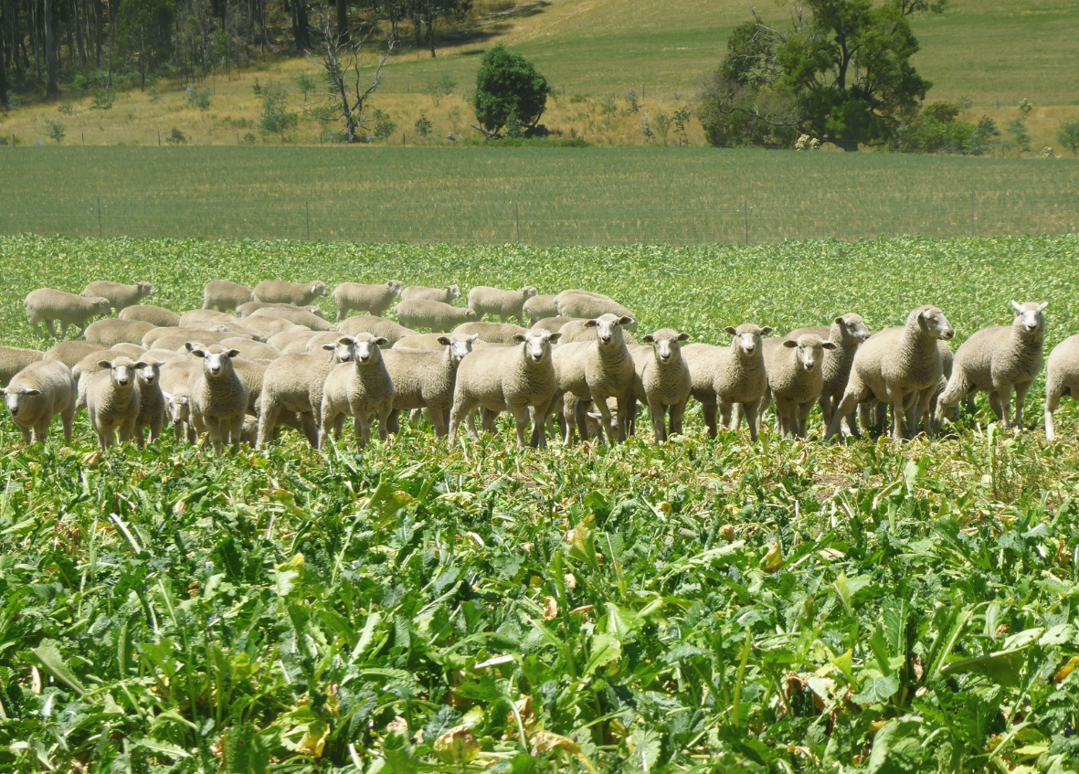 winter forage seed blends australia